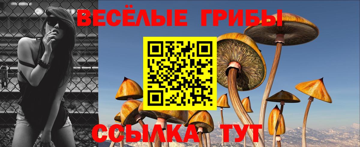 Шумерля  купить наркотики сайты  Псилоцибиновые грибы мухоморы  Вход с VPN  Псилоцибиновые грибы мицелий 